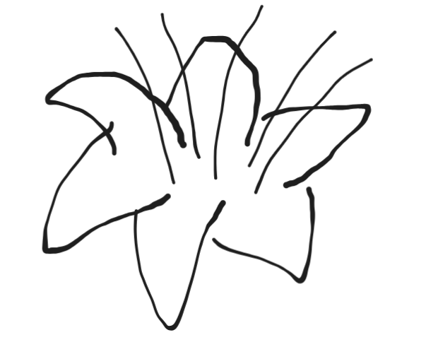 Sketch of petals and stamens